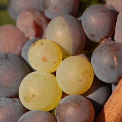 Farbmutation Grauburgunder zu Weissburgunder ANT 1408